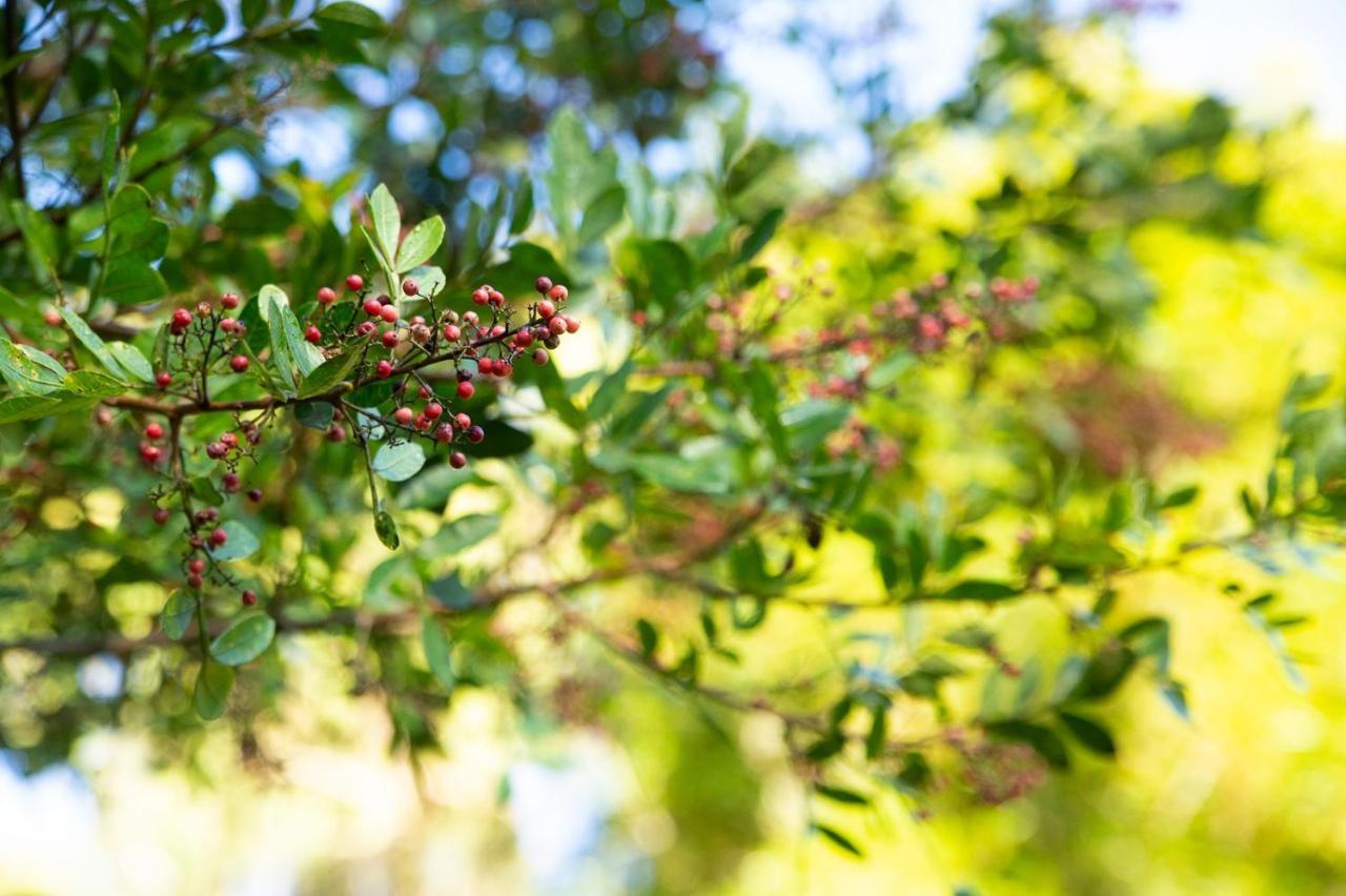 Chales Vinhas Da Harmonia L Pousada Em Cunha Sp Luaran gambar